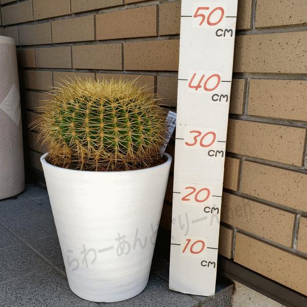 お1人様1点限り B級品 金鯱 8 0 セラアート鉢 B級品 サボテン エキノカクタス属 観葉 多肉 植物 現品 訳あり 変形 変色 全国宅配無料 Studiostodulky Cz