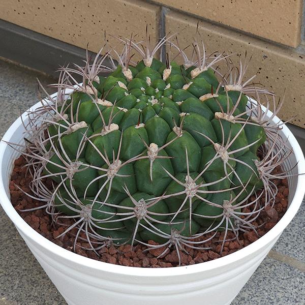 観葉植物 サボテン 7号 観葉植物の人気商品 通販 価格比較 価格 Com