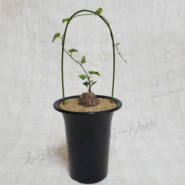 オススメ 亀甲竜 4 0 プラ鉢 ディオスコレア エレファンティペス 観葉 多肉 塊根 植物 送料無料 種類 お祝い オシャレ プレゼント 現品 Di Ele40a ふらわーあんどぐりーんheh Y 通販 Yahoo ショッピング