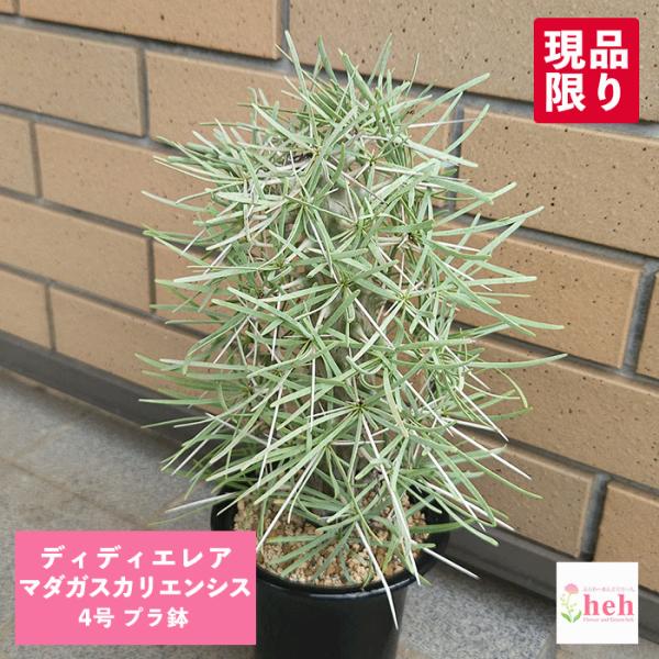 hanaerikaheh2008y_di-mce40