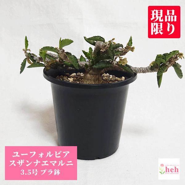 ユーフォルビア スザンナエマルニ 3.5号の魅力と育て方
