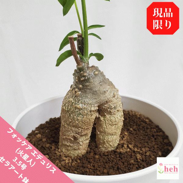 観葉植物 塊根植物の人気商品 通販 価格比較 価格 Com