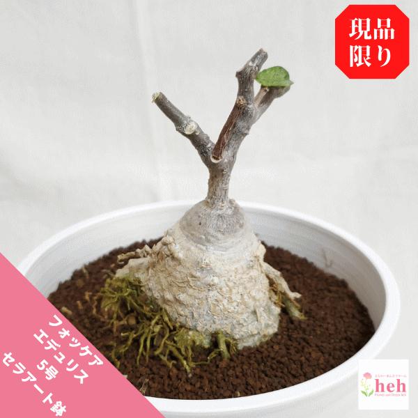 観葉植物 火星人の人気商品 通販 価格比較 価格 Com