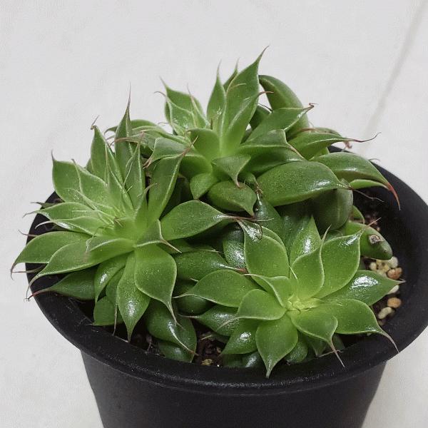 シルバースター 3 0 プラ鉢 グラプトベリア 観葉 多肉 植物 送料無料 種類 お祝い オシャレ プレゼント 現品 Gv Ss30 ふらわーあんどぐりーんheh Y 通販 Yahoo ショッピング