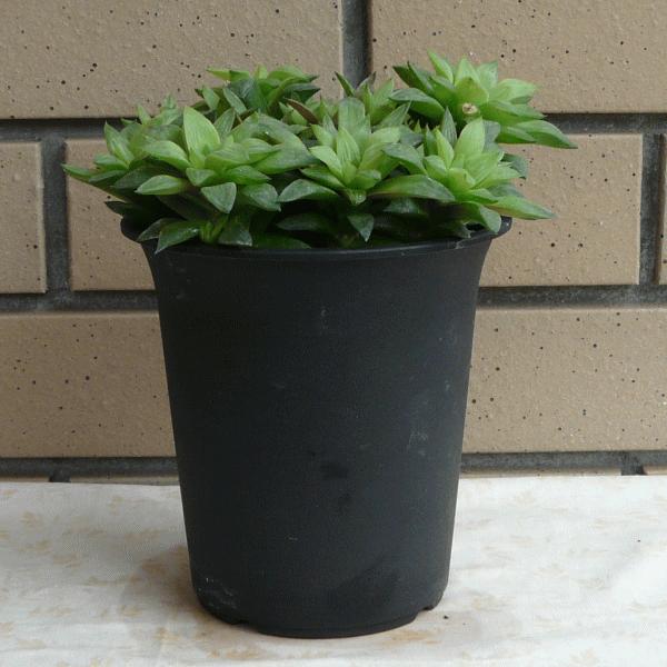 エメラルドフラッシュ 4 0 プラ鉢 ハオルチア 観葉 多肉 植物 送料無料 お祝い オシャレ プレゼント 種類 Haw Ef40 ふらわーあんどぐりーんheh Y 通販 Yahoo ショッピング