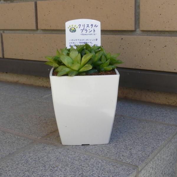 エメラルドフラッシュ ハオルチア クリスタルプラント 観葉 多肉 植物 3 5 プラ角鉢 約13cm 送料無料 お祝い オシャレ プレゼント 種類 Haw Emf35 ふらわーあんどぐりーんheh Y 通販 Yahoo ショッピング