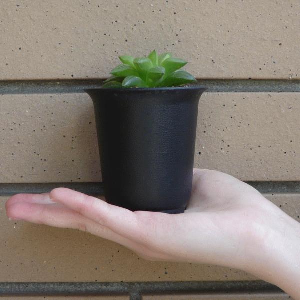 オススメ 花鏡 かきょう 2 5 プラ鉢 ハオルチア 観葉 多肉 植物 送料無料 種類 お祝い オシャレ プレゼント Haw Fm25 ふらわーあんどぐりーんheh Y 通販 Yahoo ショッピング