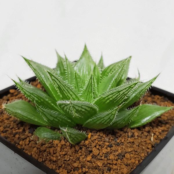 オススメ プリンセスドレス 3 0 プラ角鉢 ハオルチア クリスタルプラント 観葉 多肉 植物 送料無料 お祝い オシャレ プレゼント 種類 Haw Prsd ふらわーあんどぐりーんheh Y 通販 Yahoo ショッピング