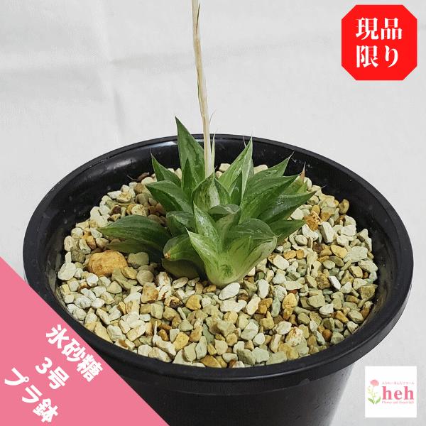 多肉植物 ハオルチア 総合 Favofavoitems