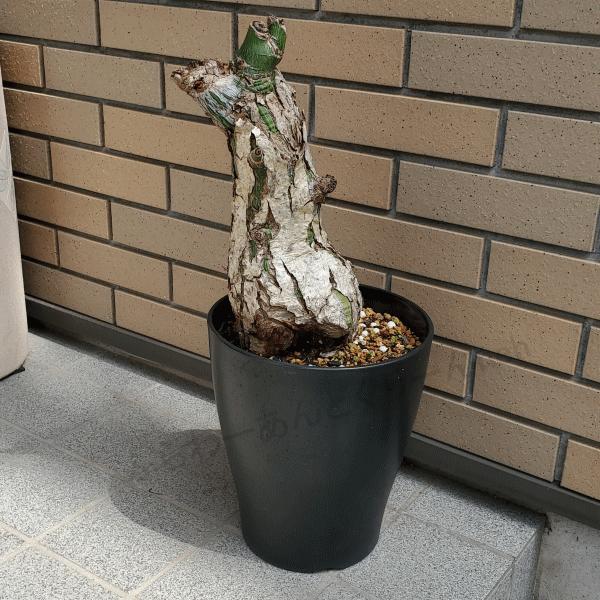 好評 珍品 ボンバックス 8 0プラ鉢 観葉 植物 キワタ科 プセウドボンバックス属 希少種 送料無料 ギフト 種類 お祝い 記念日 プレゼント 現品 国産 Zoetalentsolutions Com