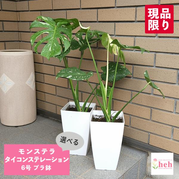 K*i様 【6号鉢植え替え済み活着】モンステラ タイコンステレーション K