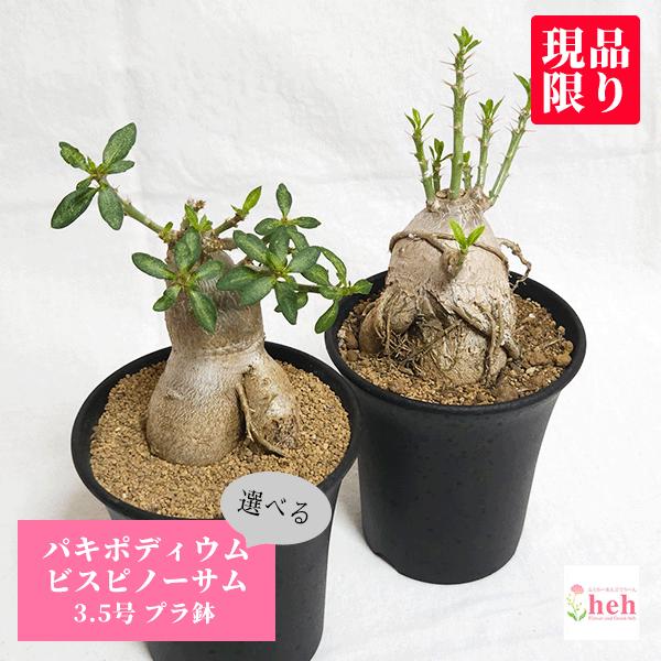 パキポディウム ビスピノーサム 3.5号 プラ鉢 塊根植物 種類 鉢 パキポディウム ビスピノーサム 3.5号 プラ鉢 塊根植物 種類 鉢
