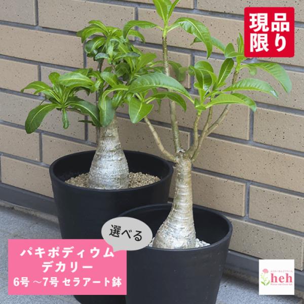 パキポディウム　ブレビカリックス②実生4年目　セラアート3寸ロング鉢　塊根植物 y-bonsai_s13403v