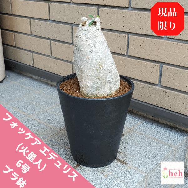 観葉植物 火星人の人気商品 通販 価格比較 価格 Com