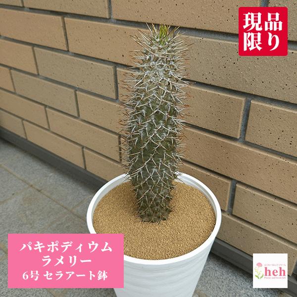 ラメリー 5 0 セラアート鉢 パキポディウム 観葉 多肉 塊根 植物 送料無料 現品 オシャレ インテリア 種類 コーデックス プレゼント Pk Mrw50 ふらわーあんどぐりーんheh Y 通販 Yahoo ショッピング