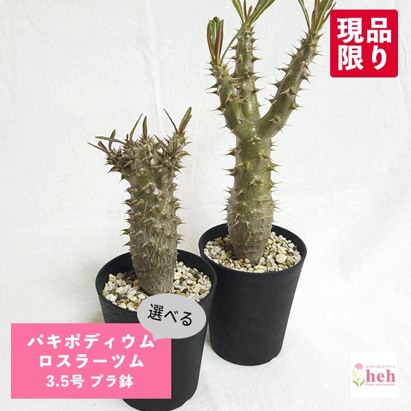 パキポディウム ロスラーツム 3.5号 プラ鉢 塊根植物 コーデックス