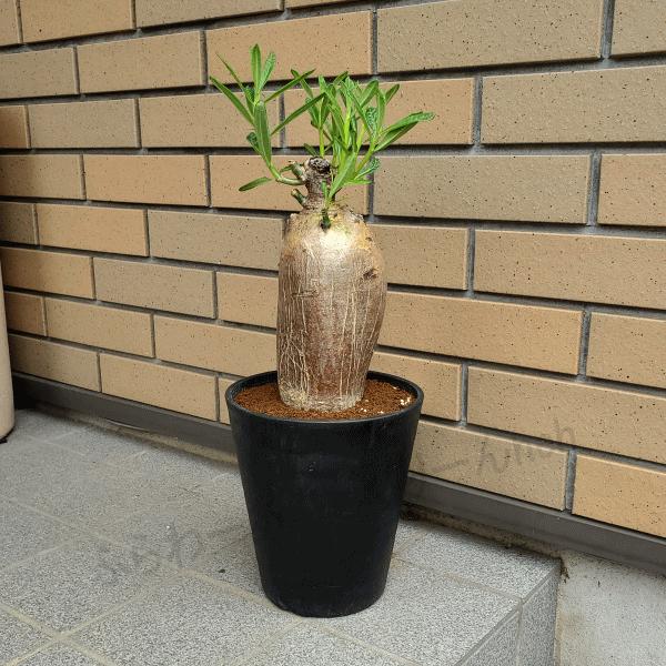 サキュレンタム 6 0 プラ鉢 パキポディウム 観葉 多肉 塊根 植物 送料無料 現品 室内 お祝い インテリア 種類 プレゼント コーデックス Pk Sct60a ふらわーあんどぐりーんheh Y 通販 Yahoo ショッピング