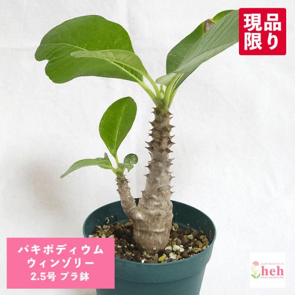 パキポディウム ウィンゾリー 2.5号 プラ鉢 塊根植物 コーデックス 土 