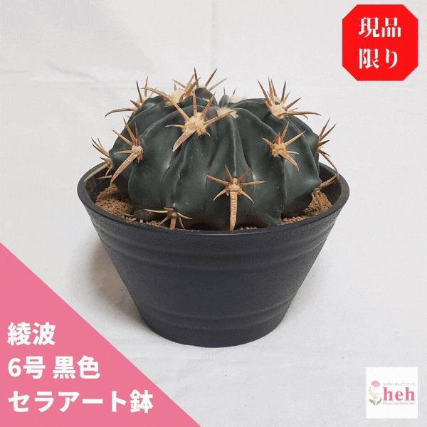 観葉植物 サボテン 6号の人気商品 通販 価格比較 価格 Com