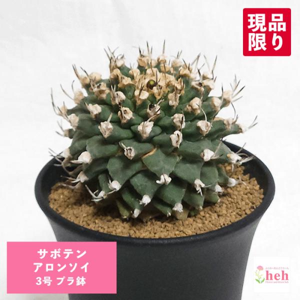 【現品】サボテン　スピラリス　8号　白鉢　（3） 楽天市場】柱サボテン（3本立ち）（H100cm程度） 8号