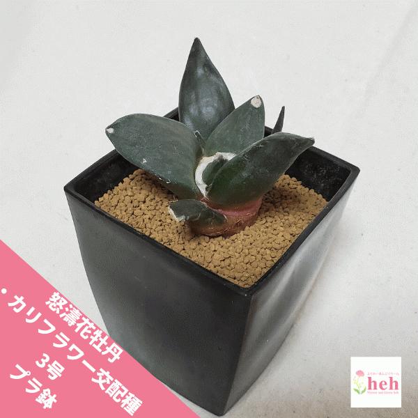 牡丹 種 観葉植物の人気商品 通販 価格比較 価格 Com