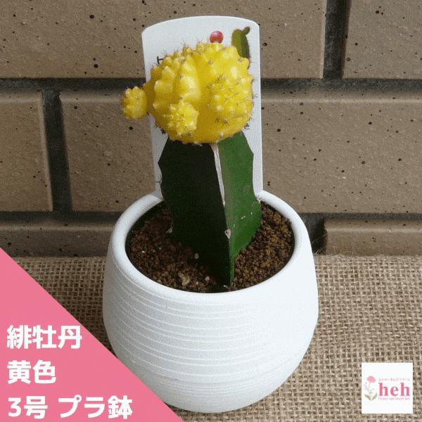 観葉植物 サボテン 緋牡丹の人気商品 通販 価格比較 価格 Com
