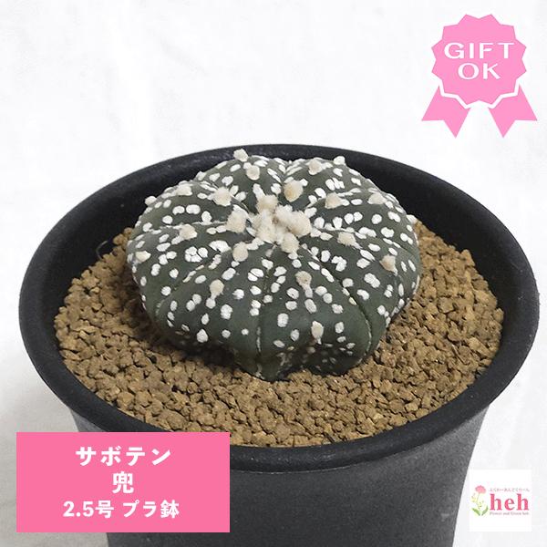 Top【選抜株】多肉植物　22170 ノー24個　鉢無し/脱土 Top【選抜株】多肉植物 22170 ノー24個 鉢無し/脱土