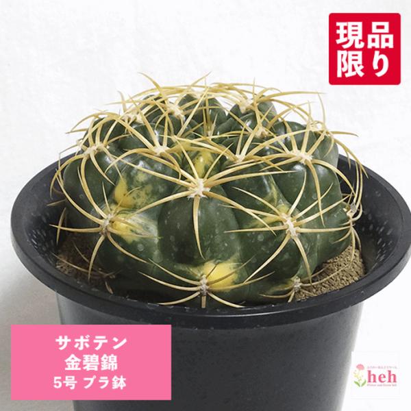 サボテン 金碧錦 5号 プラ鉢 種類 一覧 種 土 丸 観葉植物 多肉植物