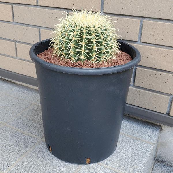 高額売筋 金鯱 8 0 プラ鉢 サボテン エキノカクタス 観葉 多肉 植物 送料無料 お祝い インテリア プレゼント Aynaelda Com