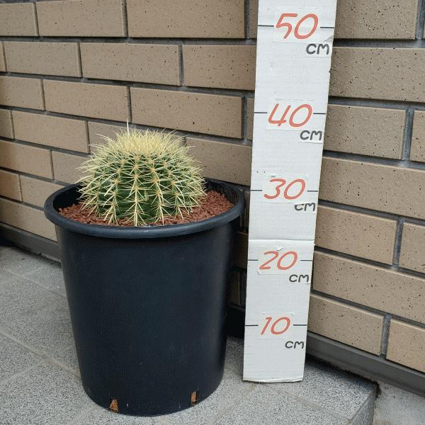 高額売筋 金鯱 8 0 プラ鉢 サボテン エキノカクタス 観葉 多肉 植物 送料無料 お祝い インテリア プレゼント Aynaelda Com