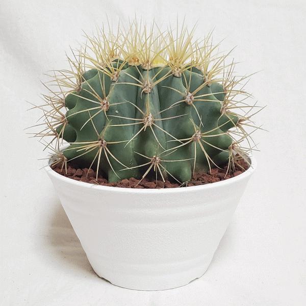 オススメ 王冠竜 5 0 セラアート鉢 サボテン フェロカクタス 観葉 多肉 植物 さぼてん 送料無料 お祝い インテリア プレゼント 種類 室内 Buyee Buyee Japanese Proxy Service Buy From Japan Bot Online