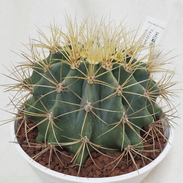 オススメ 王冠竜 5 0 セラアート鉢 サボテン フェロカクタス 観葉 多肉 植物 さぼてん 送料無料 お祝い インテリア プレゼント 種類 室内 Buyee Buyee Japanese Proxy Service Buy From Japan Bot Online