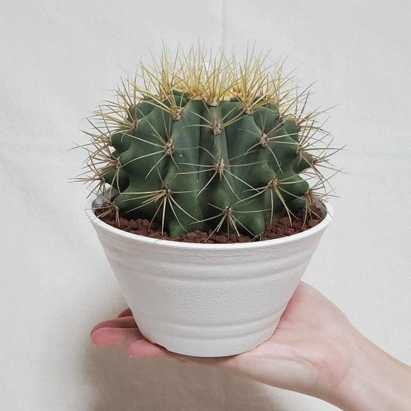 オススメ 王冠竜 5 0 セラアート鉢 サボテン フェロカクタス 観葉 多肉 植物 さぼてん 送料無料 お祝い インテリア プレゼント 種類 室内 Buyee Buyee Japanese Proxy Service Buy From Japan Bot Online