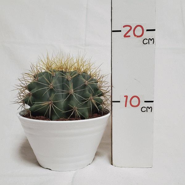 オススメ 王冠竜 5 0 セラアート鉢 サボテン フェロカクタス 観葉 多肉 植物 さぼてん 送料無料 お祝い インテリア プレゼント 種類 室内 Buyee Buyee Japanese Proxy Service Buy From Japan Bot Online