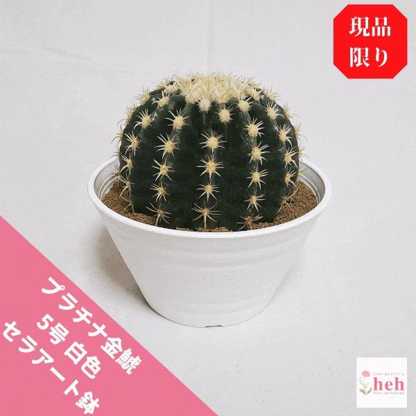 珍品 プラチナ金鯱 5 0 セラアート鉢 白 サボテン エキノカクタス 観葉 多肉 植物 送料無料 お祝い インテリア 種類 オシャレ 現品 希少種 プレゼント Sb Pkw50 ふらわーあんどぐりーんheh Y 通販 Yahoo ショッピング