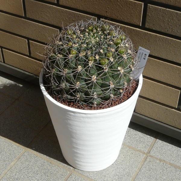 正規品 新天地 8 0 セラアート鉢 サボテン ギムノカリキウム属 観葉 多肉 植物 お祝い インテリア プレゼント 種類 正規激安 Www Muslimaidusa Org