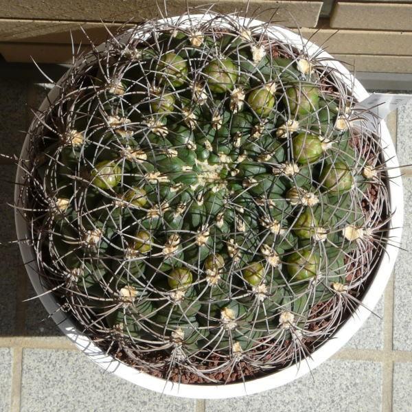 正規品 新天地 8 0 セラアート鉢 サボテン ギムノカリキウム属 観葉 多肉 植物 お祝い インテリア プレゼント 種類 正規激安 Www Muslimaidusa Org
