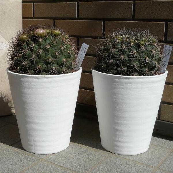 正規品 新天地 8 0 セラアート鉢 サボテン ギムノカリキウム属 観葉 多肉 植物 お祝い インテリア プレゼント 種類 正規激安 Www Muslimaidusa Org