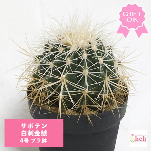 サボテン　金鯱　白鉢 サボテン 白刺金鯱 4号 プラ鉢 種類 一覧 丸 種 金鯱 エキノカクタス