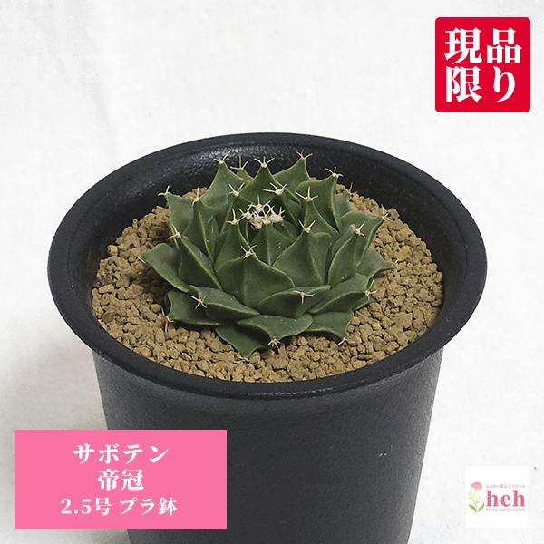 サボテン 帝冠 2.5号 プラ鉢 種類 一覧 観葉植物 鉢 土 種 丸