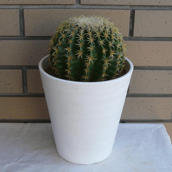 サボテン 鷲爪金鯱 観葉 6 0 植物 多肉 送料無料 鷲爪金鯱 セラアート鉢 多肉 インテリア 送料無料 種類 お祝い 現品 希少種 プレゼント Sb Tks60 ふらわーあんどぐりーんheh Y