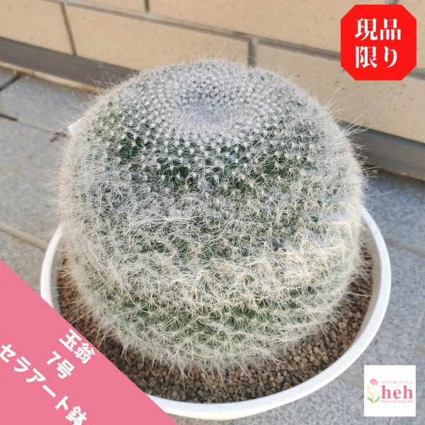 観葉植物 サボテン 大型の人気商品 通販 価格比較 価格 Com