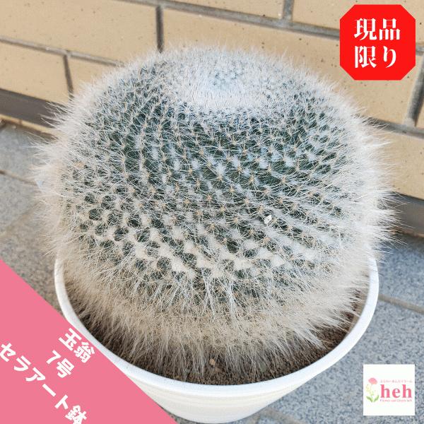 サボテンの通販 価格比較 価格 Com