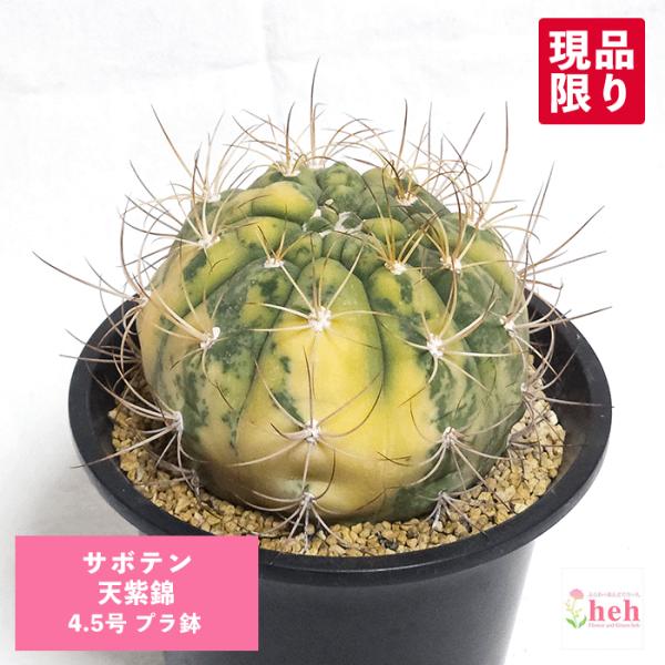 サボテン 天紫錦 4.5号の魅力と育て方ガイド