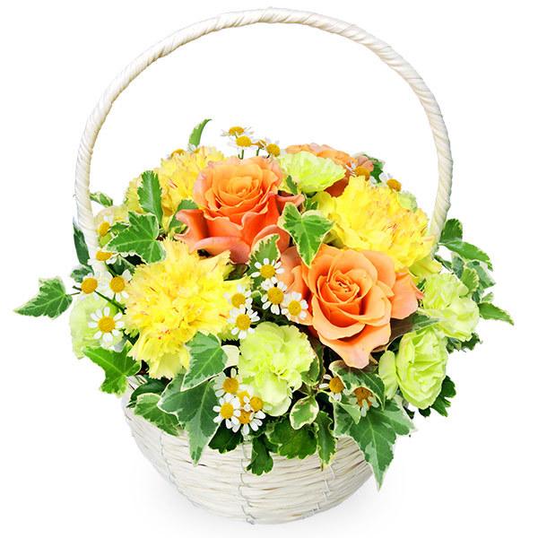 킢oXPbg̃t[AWg  zB bZ[WJ[h -525124iԂ̃v[g t[MtgɁjԃL[sbg