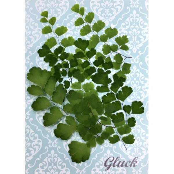 自然色のアジアンタムの押し花、大小約6〜7枚入りです。お求め頂き安い少量パックにしてお届けします。 できる限り当日出荷をいたしますが、ご注文いただいてからフレッシュなものをパックいたしますので、翌営業日の発送になる場合もございます。1回のご...