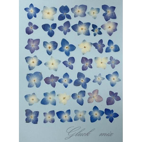 人気の自然色の一重あじさいの押し花、ミニサイズ約42枚入りのパックです。※直径約1cm〜約1.5cm。お求め頂き安い少量パックにしてお届けします。 できる限り当日出荷をいたしますが、ご注文いただいてからフレッシュなものをパックいたしますので...