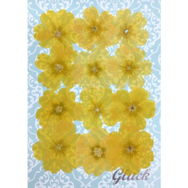 自然色のジュリアンの押し花12枚入りです。お求め頂き安い少量パックにしてお届けします。 できる限り当日出荷をいたしますが、ご注文いただいてからフレッシュなものをパックいたしますので、翌営業日の発送になる場合もございます。1回のご注文で別途送...