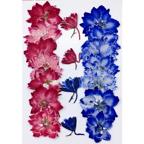 ・吸い上げ着色した千鳥草を合計約18枚の少量パックにしてお届けします。（ルビー：花7枚・つぼみ2枚　+　ロイヤルブルー：花7枚・つぼみ2枚）・着色加工しておりますので、褪色しづらいです。・できる限り当日出荷をいたしますが、ご注文いただいてか...