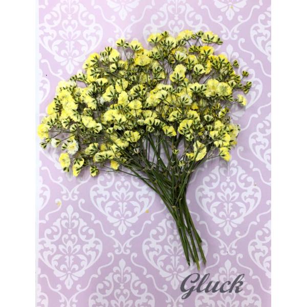 吸い上げ着色したかすみ草約10本入りです。お求め頂き安い少量パックにしてお届けします。 できる限り当日出荷をいたしますが、ご注文いただいてからフレッシュなものをパックいたしますので、翌営業日の発送になる場合もございます。1回のご注文で別途送...